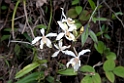 Orchid.20100503_1194