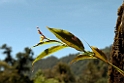 Orkide.20100429_0777