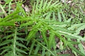 Plant.20100503_0991
