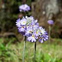Primula.20100429_0885
