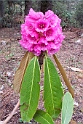 Rhodendrendro.20100424_0725