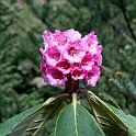 Rhodondendrom.20100429_0876