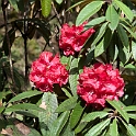 Rhodondendrom.20100429_0886