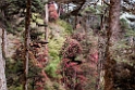 Rhodondendrom.20100503_1064