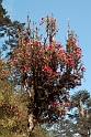 Rhodondendrom.20100503_1080