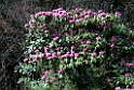 Rhodrondendron.20100424_0154