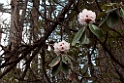 Rhondrondendron.20100503_1056