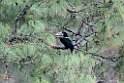 Rufous-necked Hornbil.20100424_0361