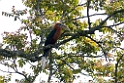 Rufous-necked Hornbil.20100424_0377