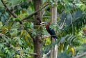 Rufous-necked Hornbill.20100424_0372