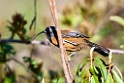 Slender-billed Scimiterbill.20100429_0794