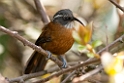 Slender-billed Scimiterbill.20100429_0801