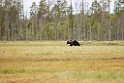 Bjørn_FIN0008