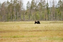 Bjørn_FIN0011