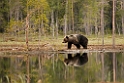 Bjørn_FIN0043