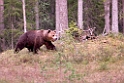 Bjørn_FIN5458