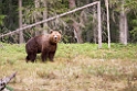 Bjørn_FIN5464