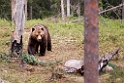 Bjørn_FIN5466