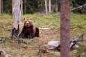 Bjørn_FIN5485