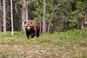 Bjørn_FIN5496