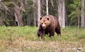Bjørn_FIN5499