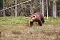 Bjørn_FIN5501