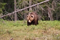 Bjørn_FIN5503