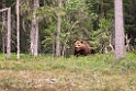 Bjørn_FIN5505