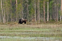 Bjørn_FIN5604a