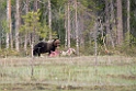Bjørn_FIN5607