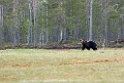 Bjørn_FIN5620
