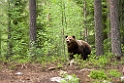 Bjørn_FIN5664