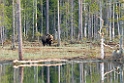 Bjørn_SWE5427