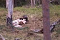 Jærv_FIN5513
