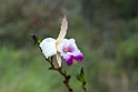 Blomst.20110304_6706