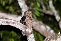 Buffy Fish-owl.20110227_6076