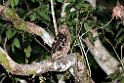 Buffy Fish-owl.20110227_6077