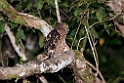 Buffy Fish-owl.20110227_6086