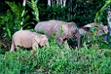 Elephant.20110225_5947