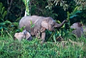 Elephant.20110225_5960