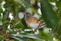 Eye-browed Thrush.20110312_7030