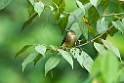Finch's Bulbul.20110228_6200