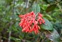 Flower.20110304_6698