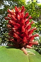 Flower.20110304_6729