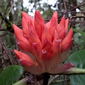 Flower.20110304_6740