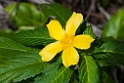 Flower.20110308_6893