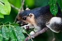 Giant squirrel.20110224_5362