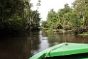 Kinabatang river.20110304_6775