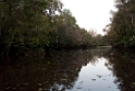 Kinabatang river.20110304_6777