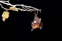 Large flying fox.20110227_6051